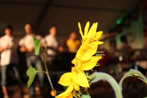 Fest 2014 online (1051)